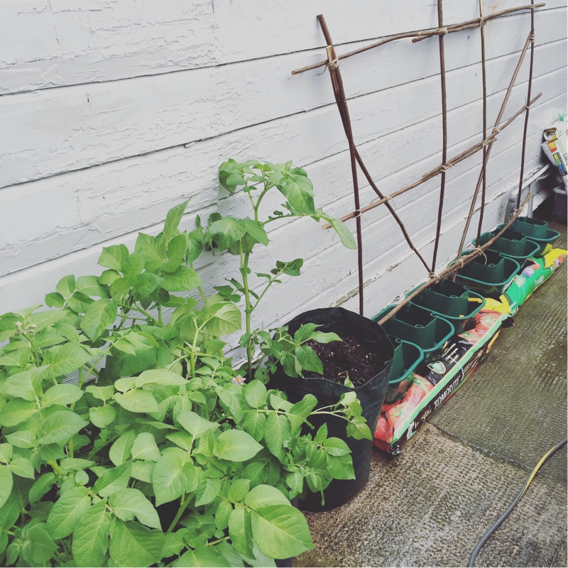 Tomato 'Gardener's Delight'