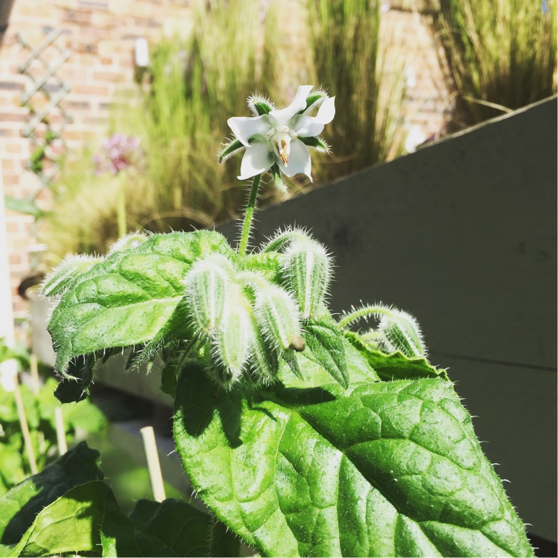 White Borage