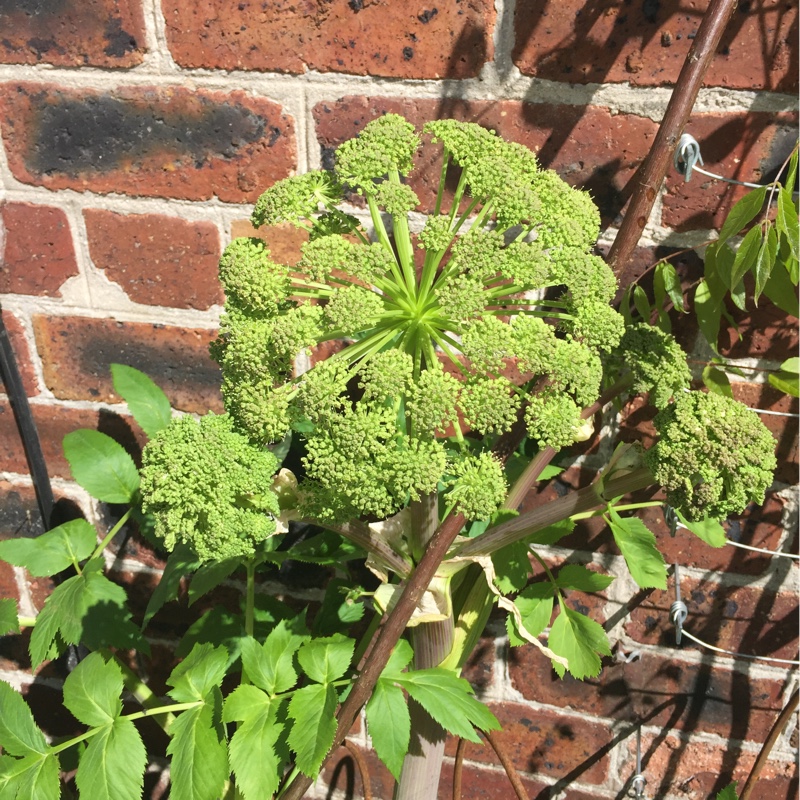 Plant image Angelica Gigas