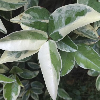 Trachelospermum jasminoides 'Variegatum'