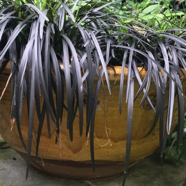 Ophiopogon planiscapus 'Kokuryu' syn. Ophiopogon planiscapus 'Nigrescens', Ophiopogon planiscapus 'Black Dragon', Ophiopogon planiscapus 'Nigra'