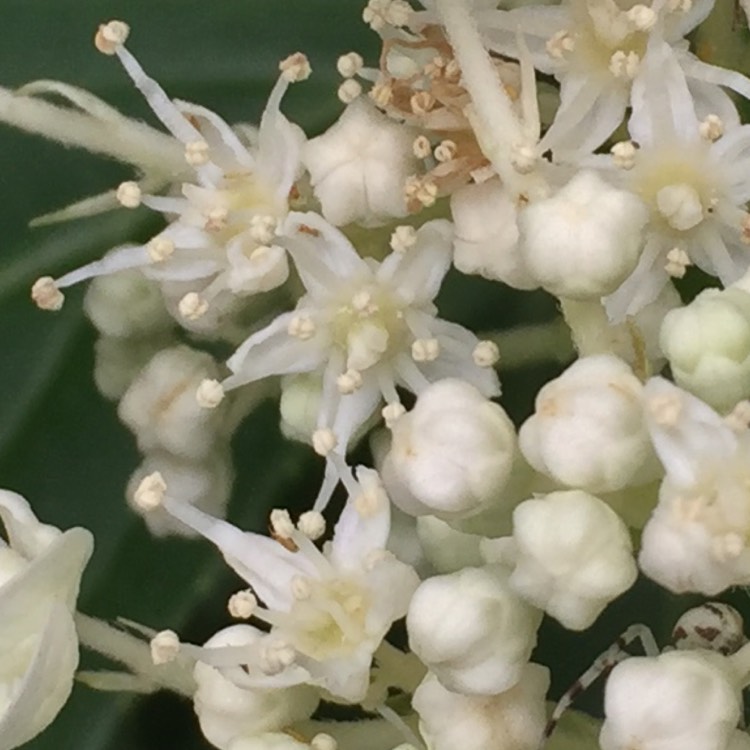 Plant image Hydrangea paniculata 'Great Star'