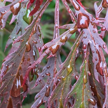 Acer Palmatum 'Atropurpureum'