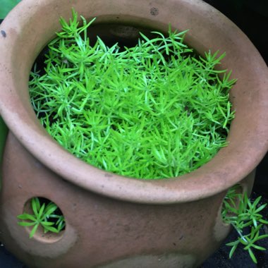 Sedum 'Gold Mound'