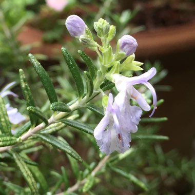 Salvia rosmarinus  syn. Rosmarinus officinalis