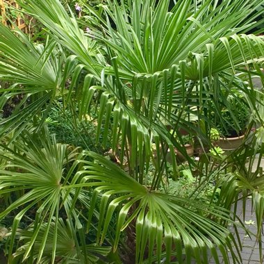 Trachycarpus fortunei syn. Chamaerops fortunei, Chamaerops excelsa