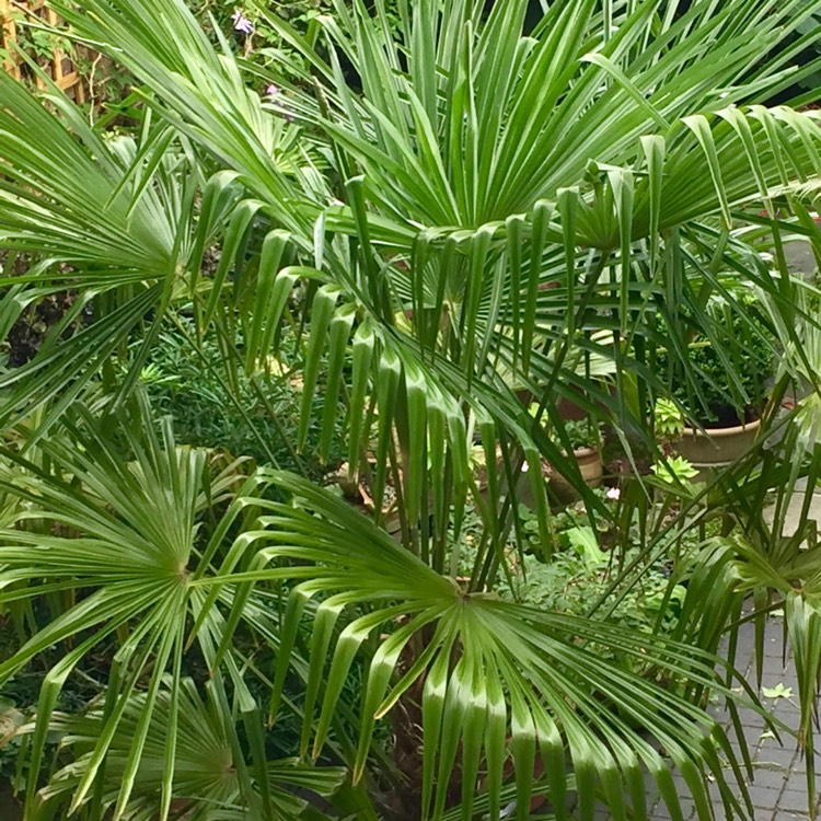 Trachycarpus fortunei syn. Chamaerops fortunei, Chamaerops excelsa ...