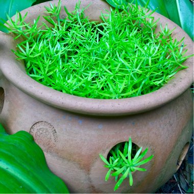 Sedum 'Gold Mound'