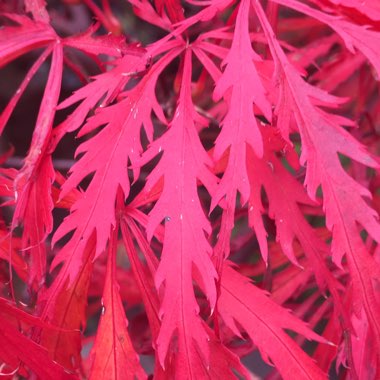 Acer Palmatum 'Atropurpureum'