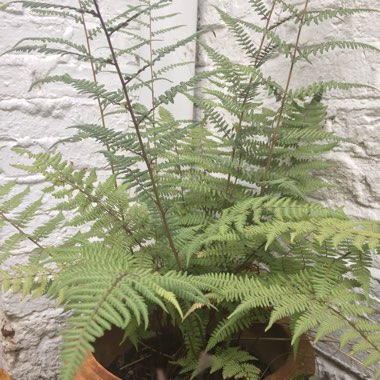 Athyrium 'Ghost' syn. Athyrium filix-femina 'Ghost';Athyrium niponicum 'Grey Ghost'