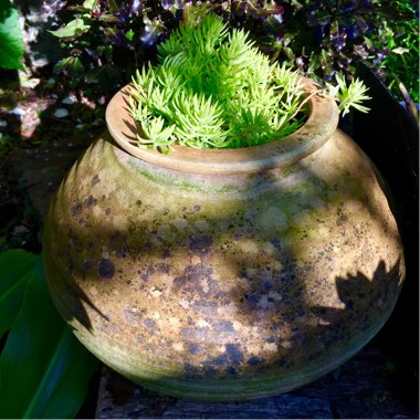 Sedum 'Gold Mound'