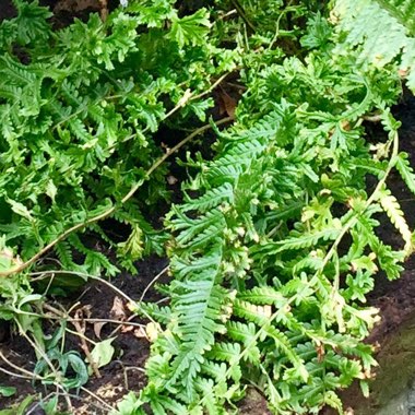 Dryopteris affinis 'Cristata' syn. 'The King'