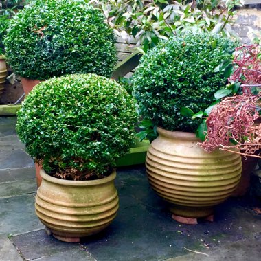 Buxus sempervirens