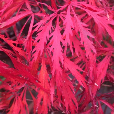 Acer Palmatum 'Atropurpureum'