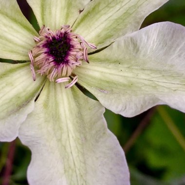 Clematis 'Reflections'™ evipo035