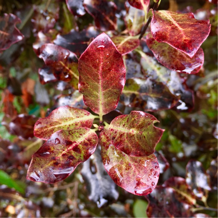 Plant image Pittosporum tenuifolium 'Tom Thumb'