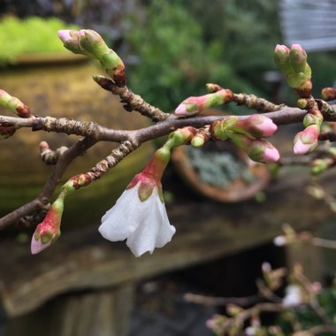 Prunus incisa 'Kojo-no-mai'