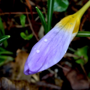 Crocus