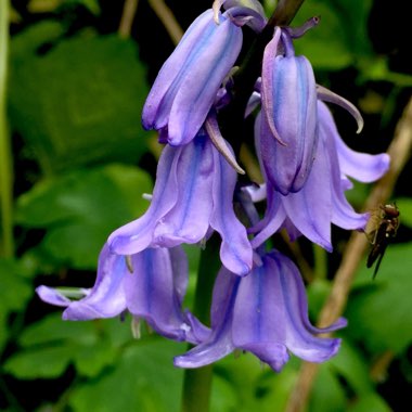 Hyacinthoides x massartiana