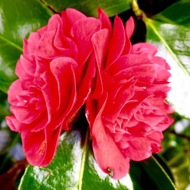 Camellia