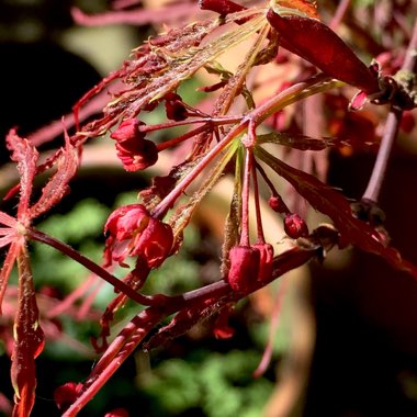 Acer Palmatum 'Atropurpureum'