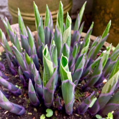 Hosta 'Francee'