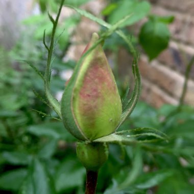 Rosa 'Madame Alfred Carrière'