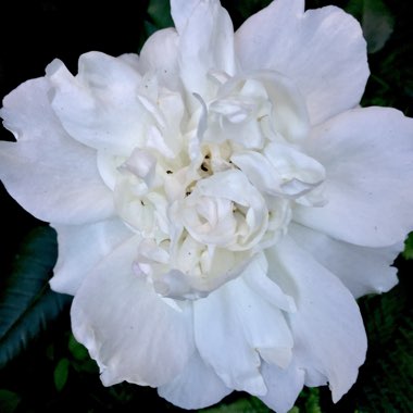 Rosa 'Madame Alfred Carrière'