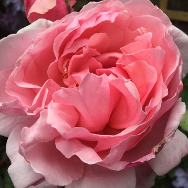 Rosa 'Ausglobe' syn. Rosa 'Brother Cadfael'