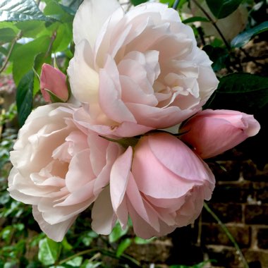 Rosa 'Ausdrawn' syn. Rosa 'The Generous Gardener'