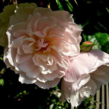 Rosa 'Ausdrawn' syn. Rosa 'The Generous Gardener'