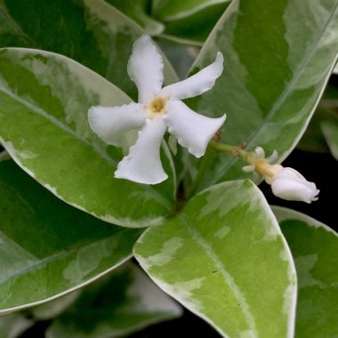 Trachelospermum jasminoides 'Variegatum'