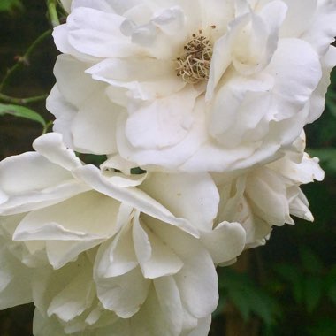 Rosa 'Korbin' syn. Rosa 'Iceberg', Rosa 'Fee des Neiges', Rosa 'Schneewittchen'