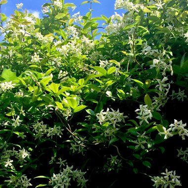 Trachelospermum jasminoides