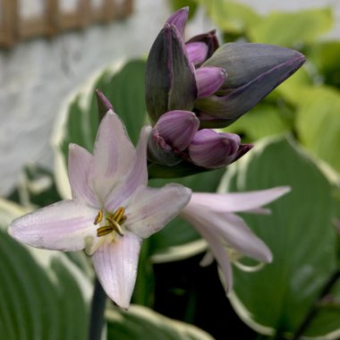 Hosta 'Francee'