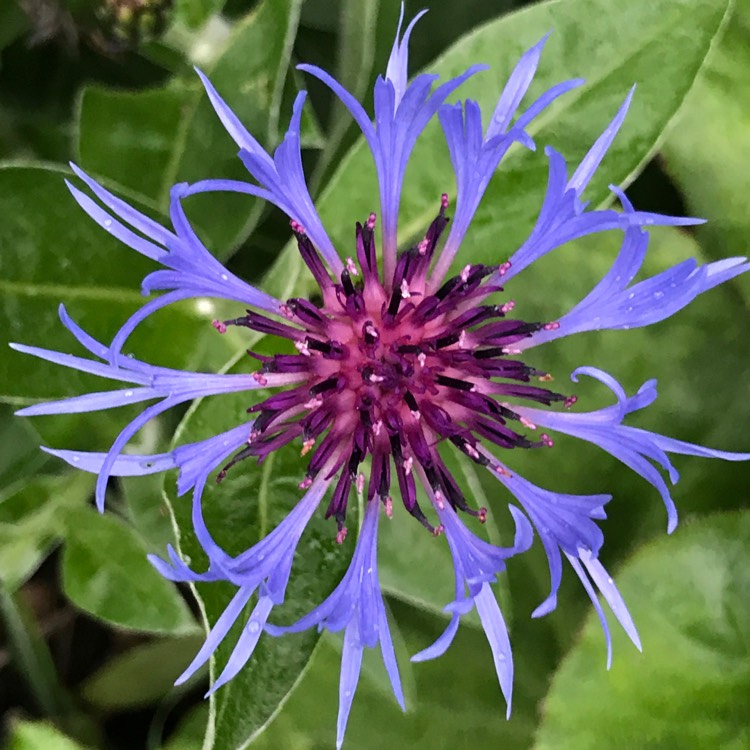 Plant image Centaurea cyanoides 'Blue Carpet'