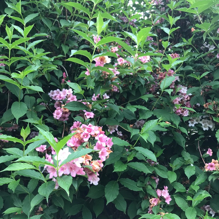 Plant image Weigela florida var. venusta