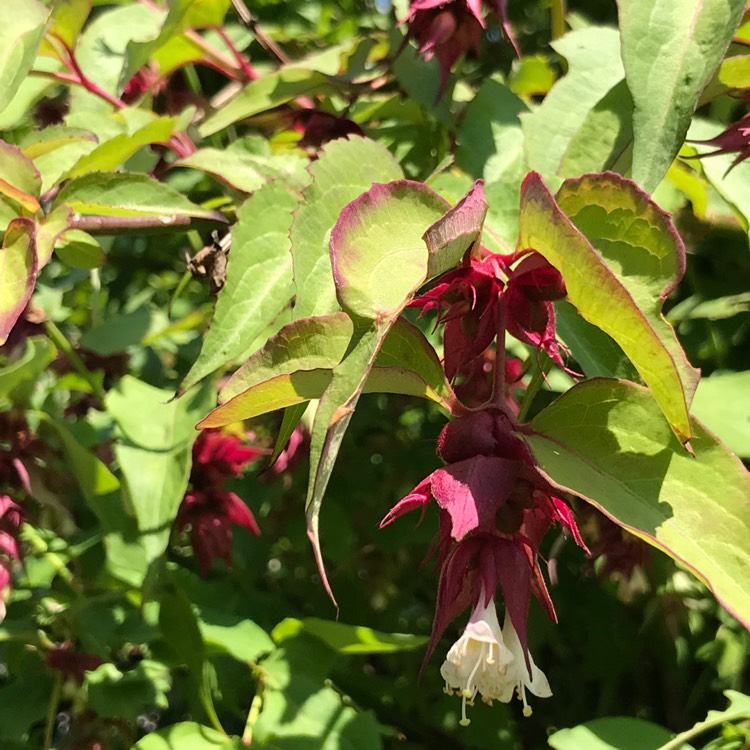 Plant image Leycesteria formosa 'Golden Lanterns'