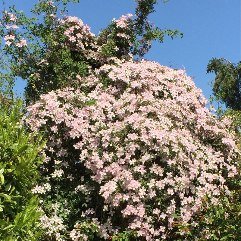 Plant image Clematis montana 'Freda'