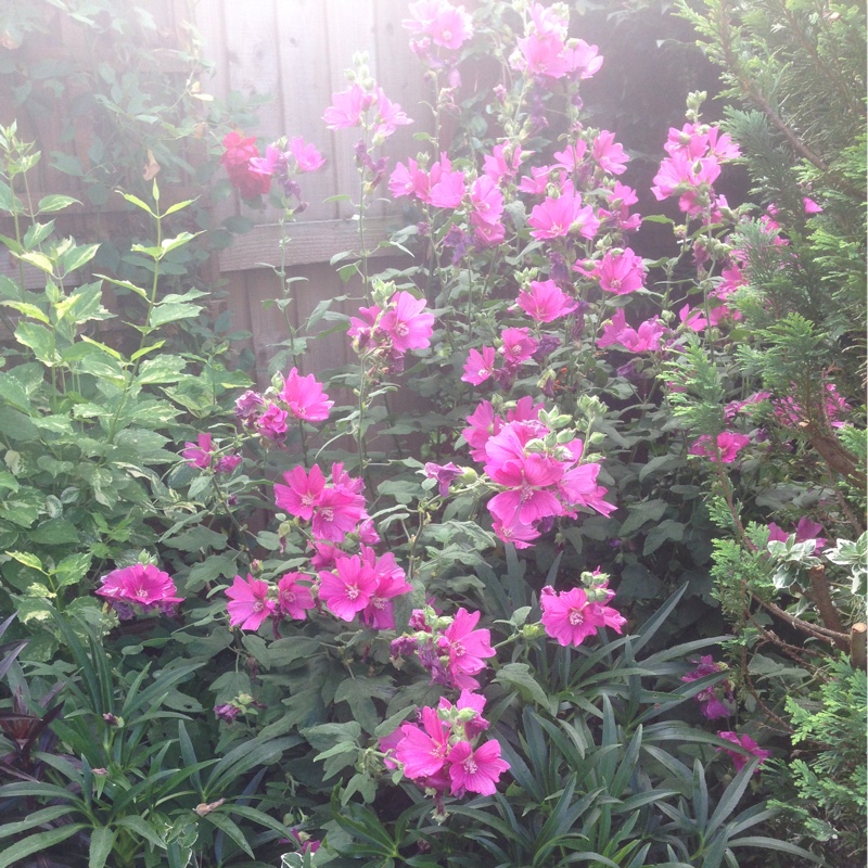 Plant image Lavatera trimestris 'Mont Blanc'