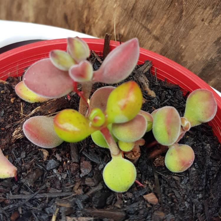 Plant image Crassula brevifolia