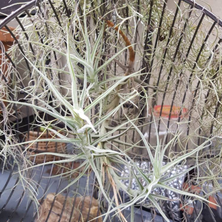 Plant image Tillandsia paleacea