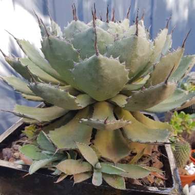 Agave parryi var. 'Kichijokan'