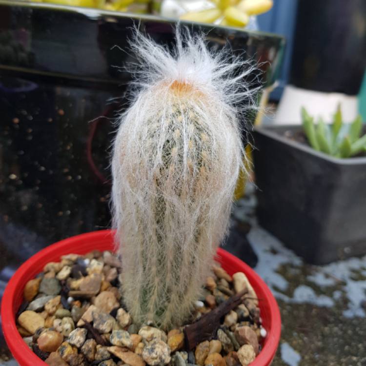 Plant image Cephalocereus Senilis