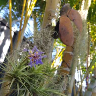 Tillandsia bergeri