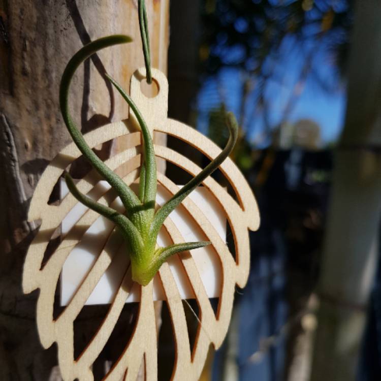 Plant image Tillandsia albertiana