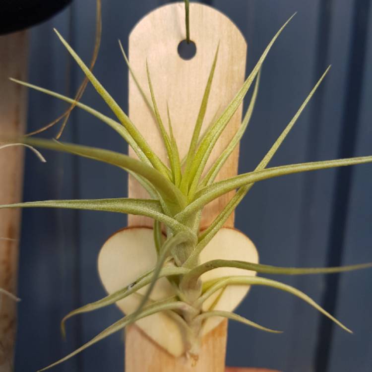 Plant image Tillandsia bergeri