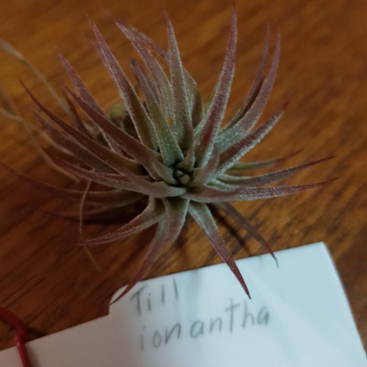 Plant image Tillandsia ionantha 'Red'