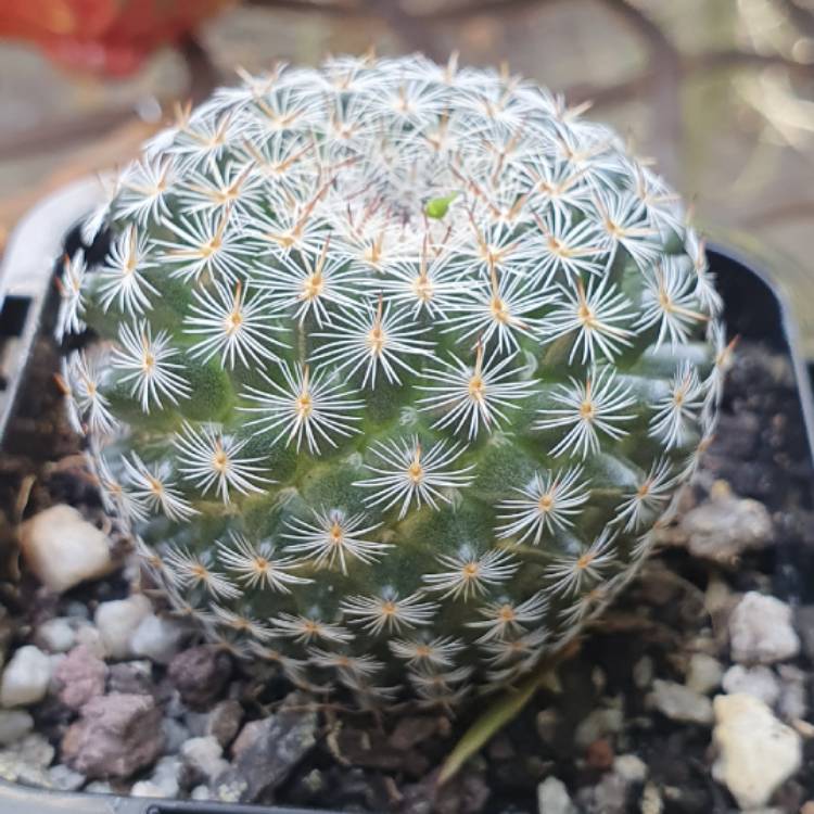 Plant image Mammillaria Klissingiana