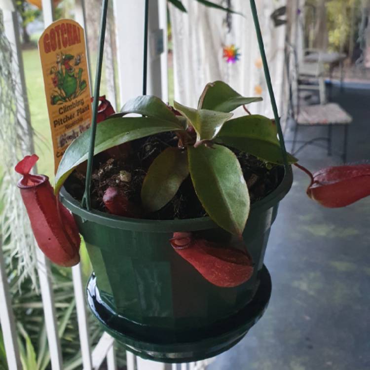 Plant image Nepenthes 'Bloody Mary' small